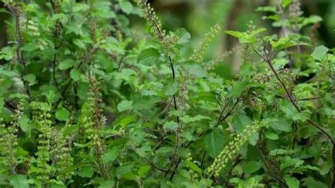 Tulasi plant: తులసి మొక్కను పొరపాటున కూడా ఈ ఐదు .